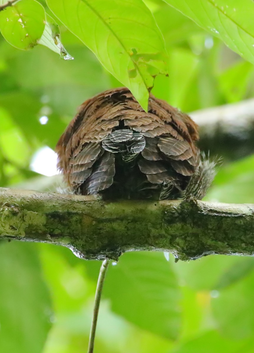 Chestnut-backed Owlet - ML441121281