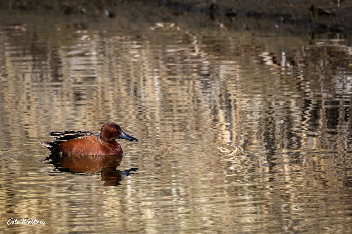 Cinnamon Teal - Cole Waltner