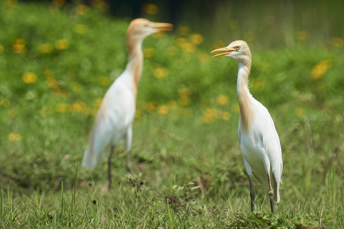 Eastern Cattle Egret - ML441122781