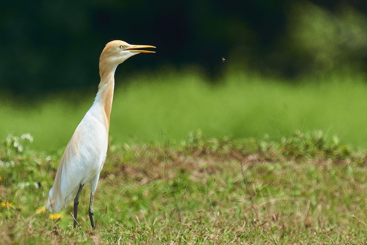 Eastern Cattle Egret - ML441122791