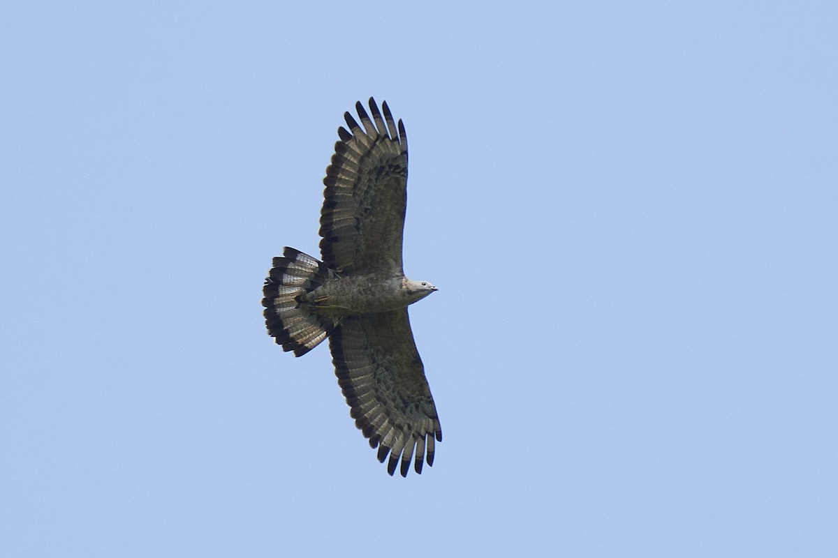 Oriental Honey-buzzard - ML441122861