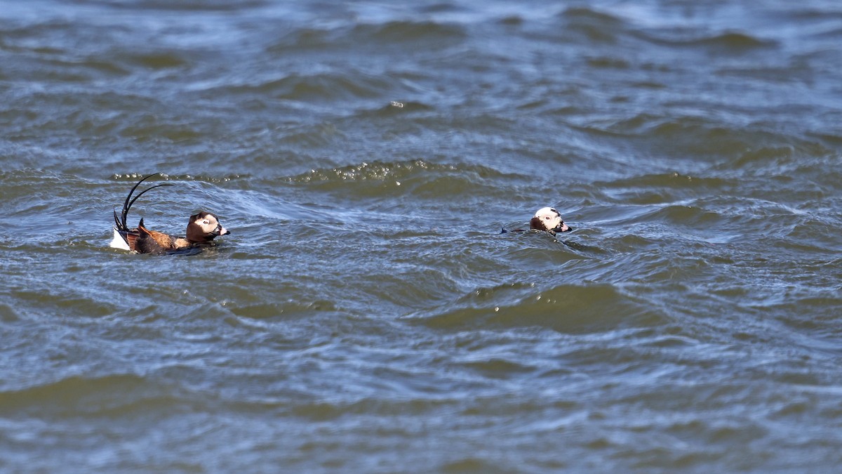 Long-tailed Duck - ML441124121