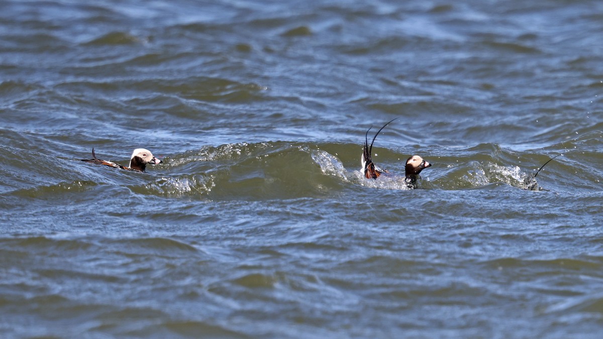 Long-tailed Duck - ML441124131