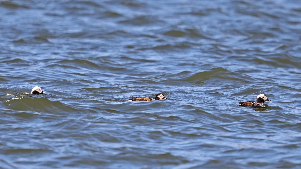 Long-tailed Duck - ML441124141