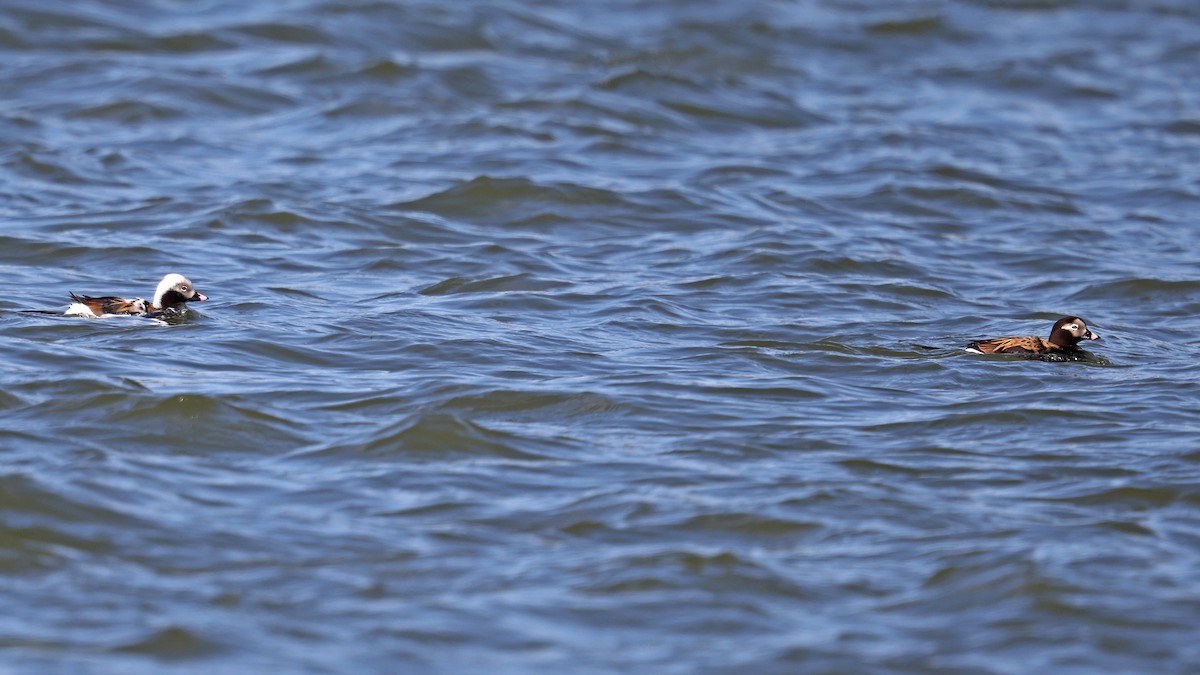 Long-tailed Duck - ML441124151