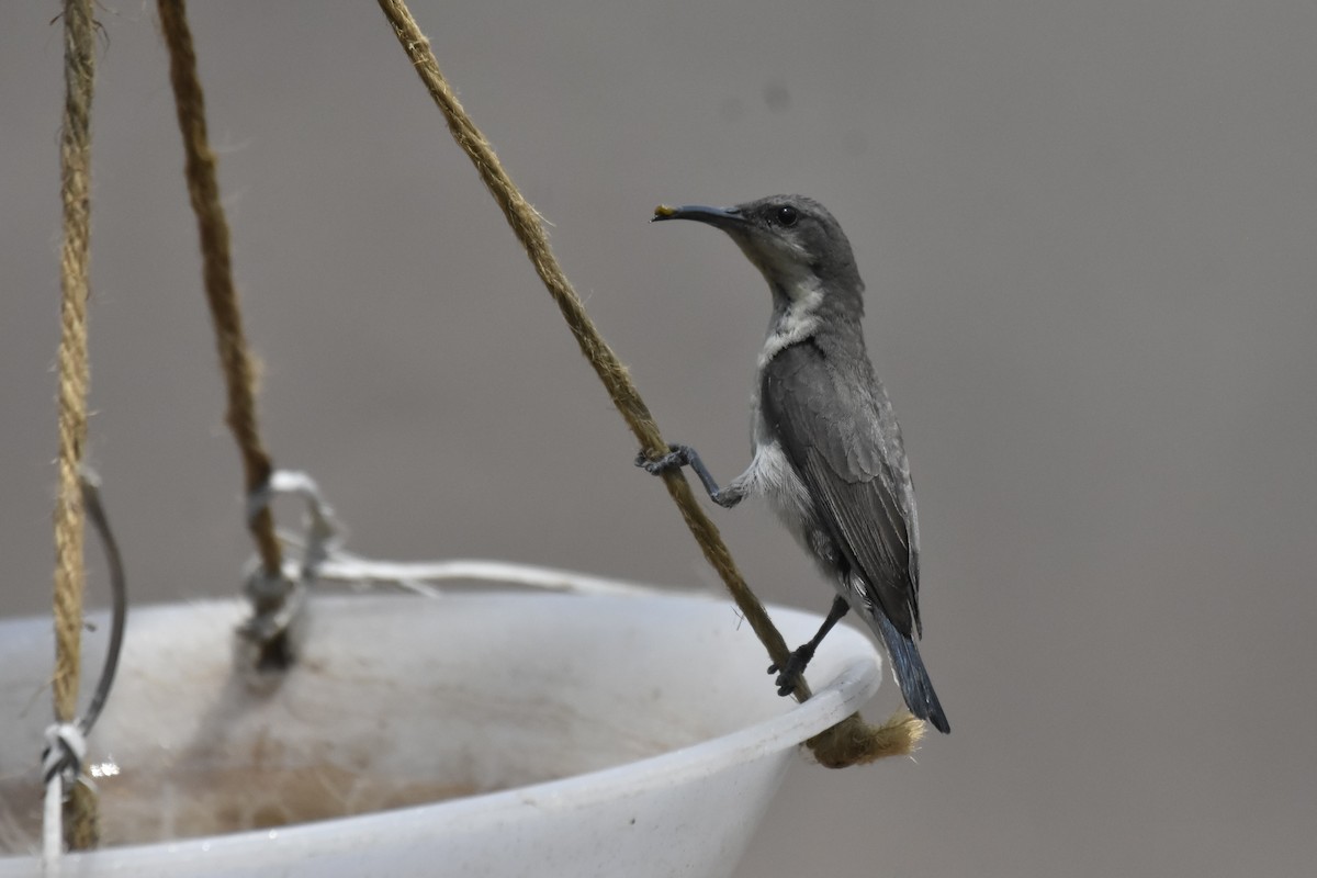 Purple-rumped Sunbird - ML441124631