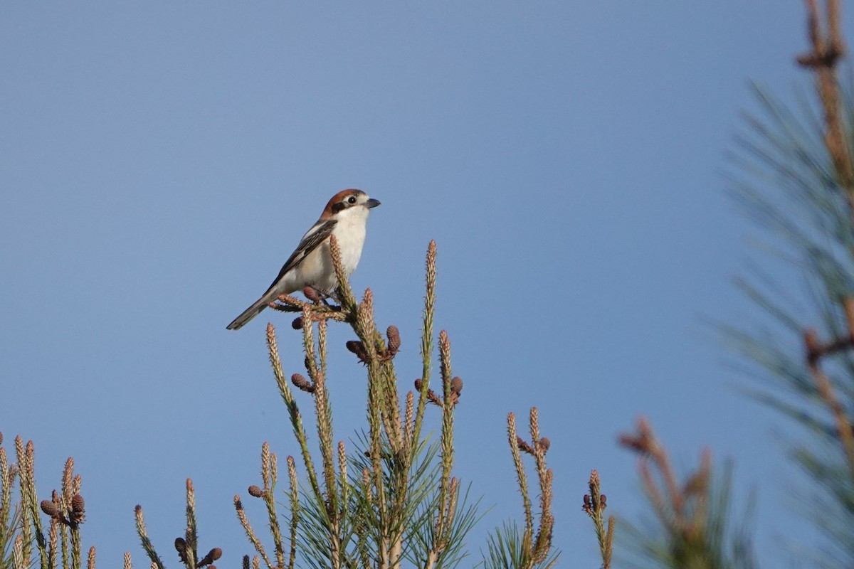 Woodchat Shrike - ML441124841