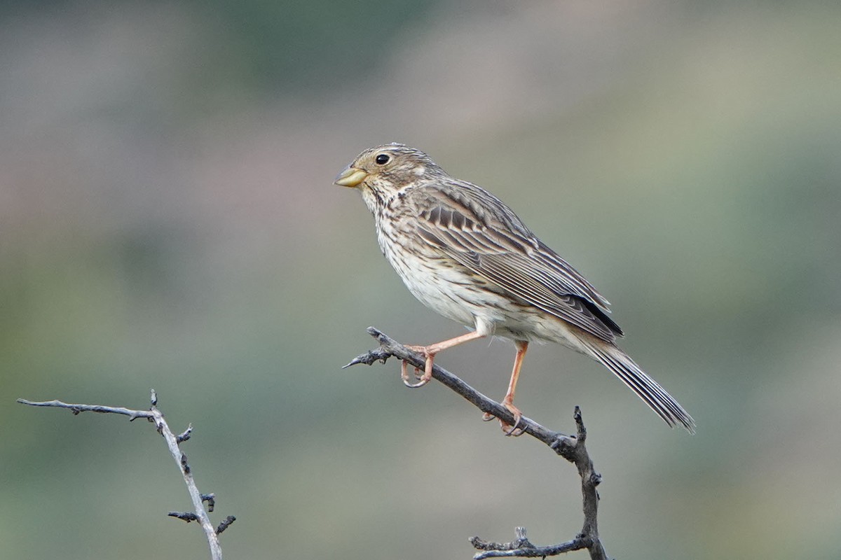 Corn Bunting - ML441124861