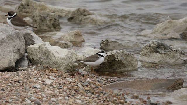 Semipalmated Plover - ML441127041