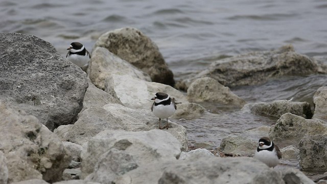 Semipalmated Plover - ML441127071