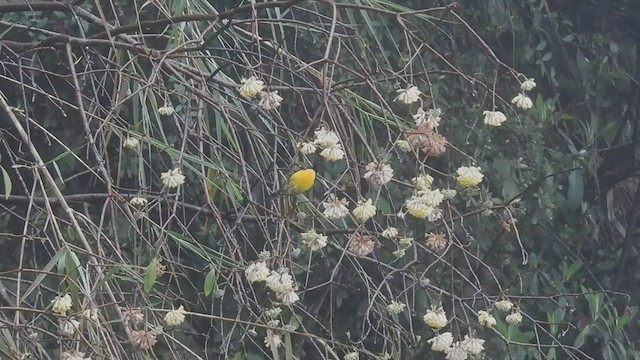 Green-tailed Sunbird - ML441128761
