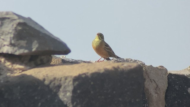 Ortolan Bunting - ML441129461