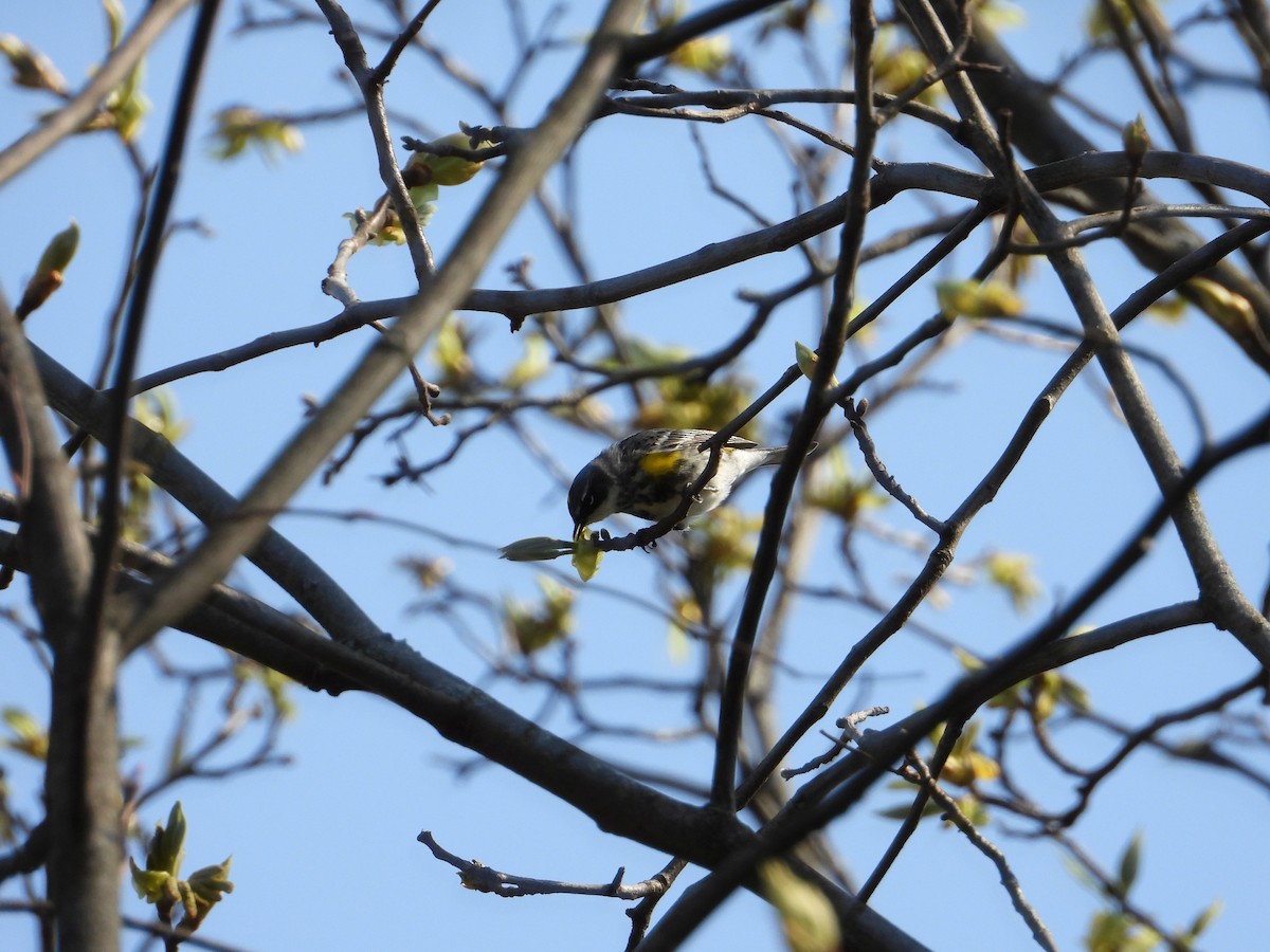 Yellow-rumped Warbler - ML441129561