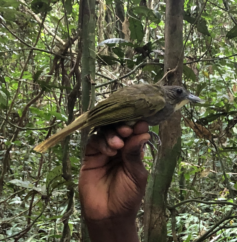 Western Bearded-Greenbul - ML441130481