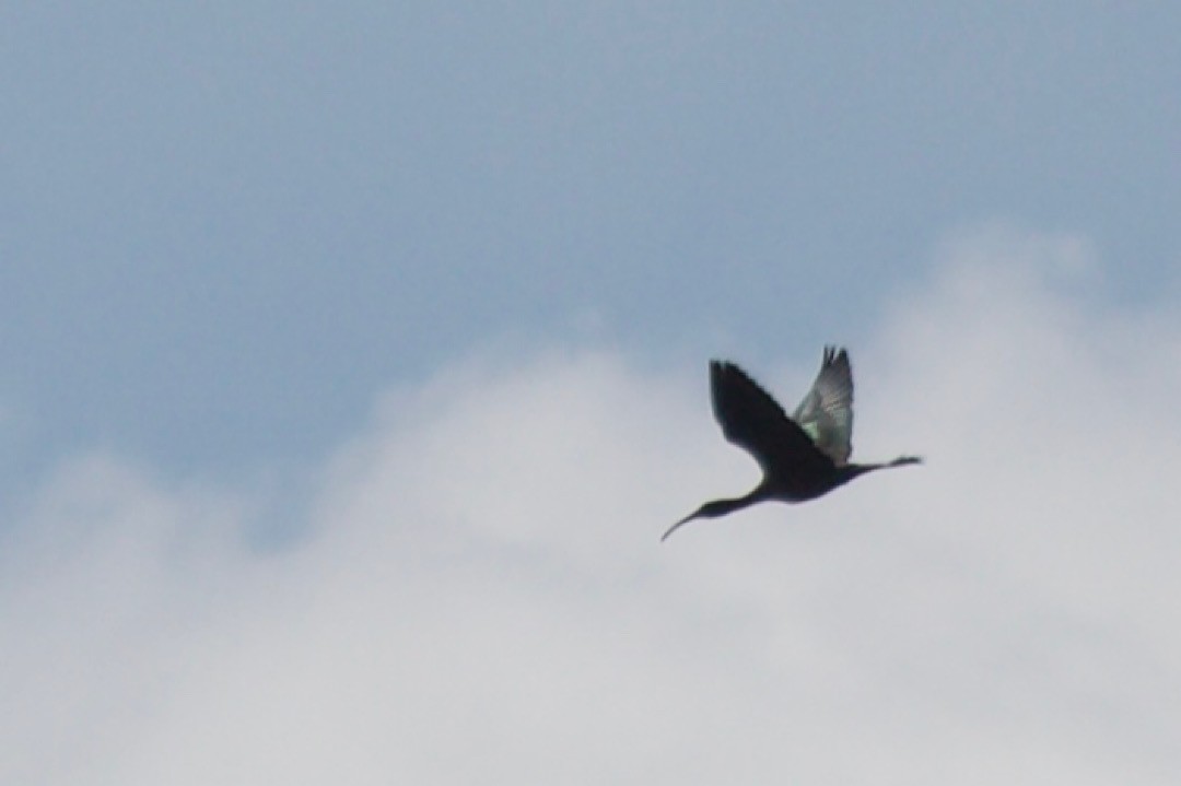 ibis hnědý - ML441131291