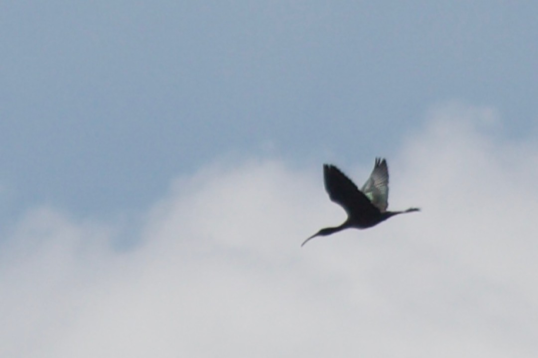 Glossy Ibis - ML441131291