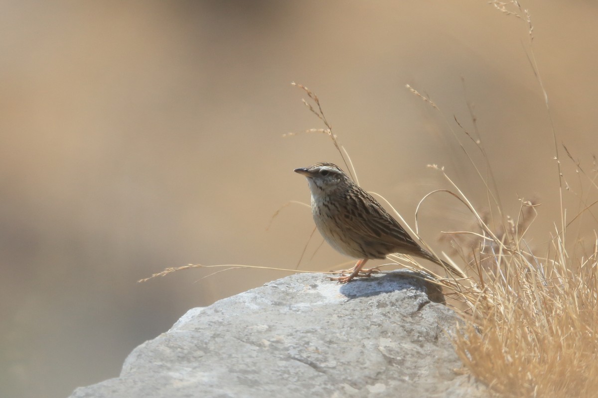 Upland Pipit - ML441131711
