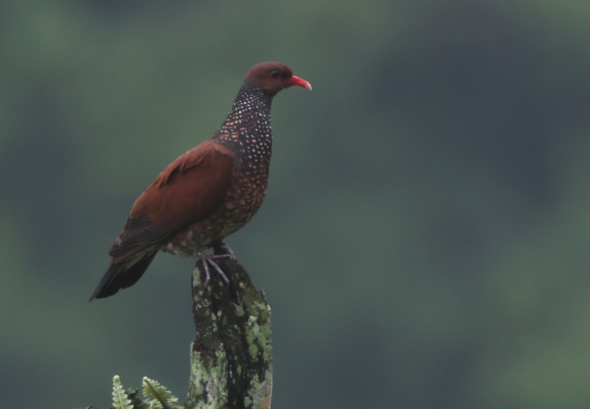 Scaled Pigeon - ML441132561