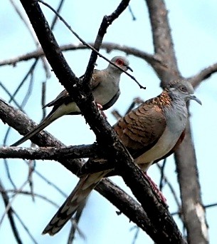 Diamond Dove - Ping Lu