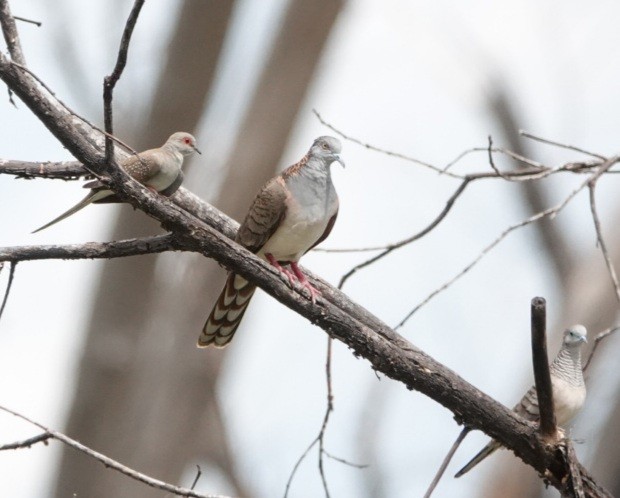 Diamond Dove - ML441133631