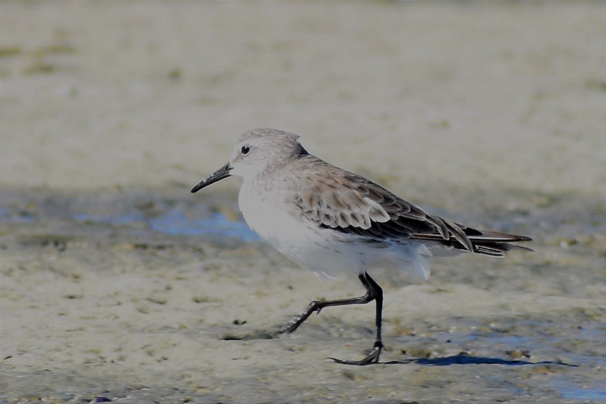 Bécasseau sanderling - ML441133701