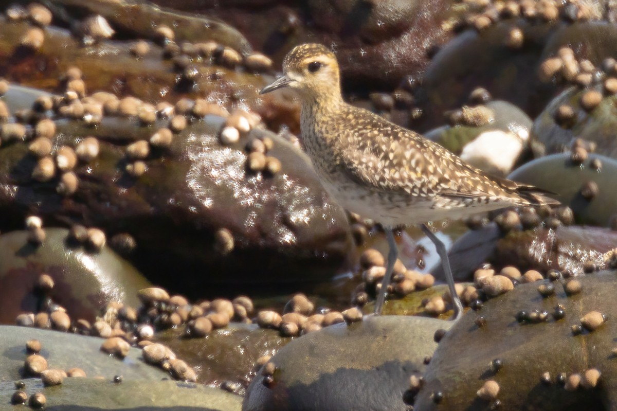 Pacific Golden-Plover - ML441135191