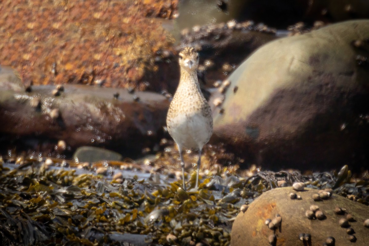 Tundra-Goldregenpfeifer - ML441135241