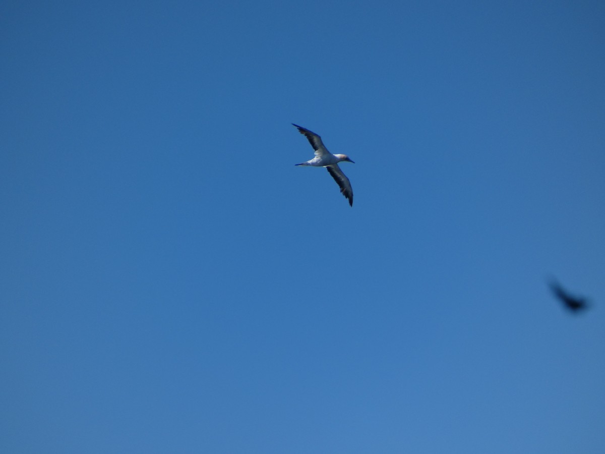 Australasian Gannet - ML441135331
