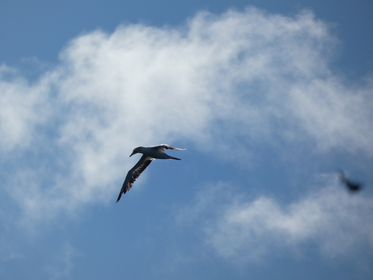 Australasian Gannet - ML441135341