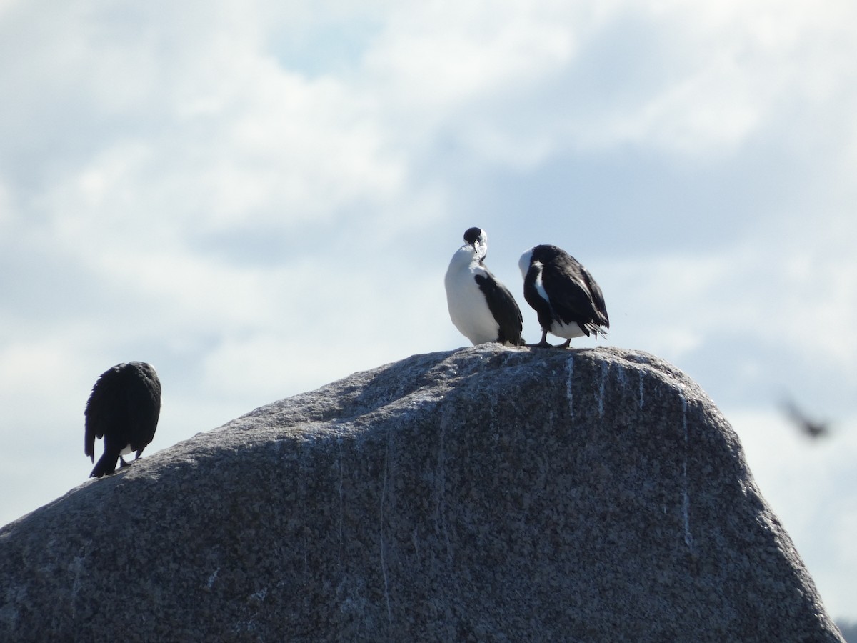 Black-faced Cormorant - ML441135441