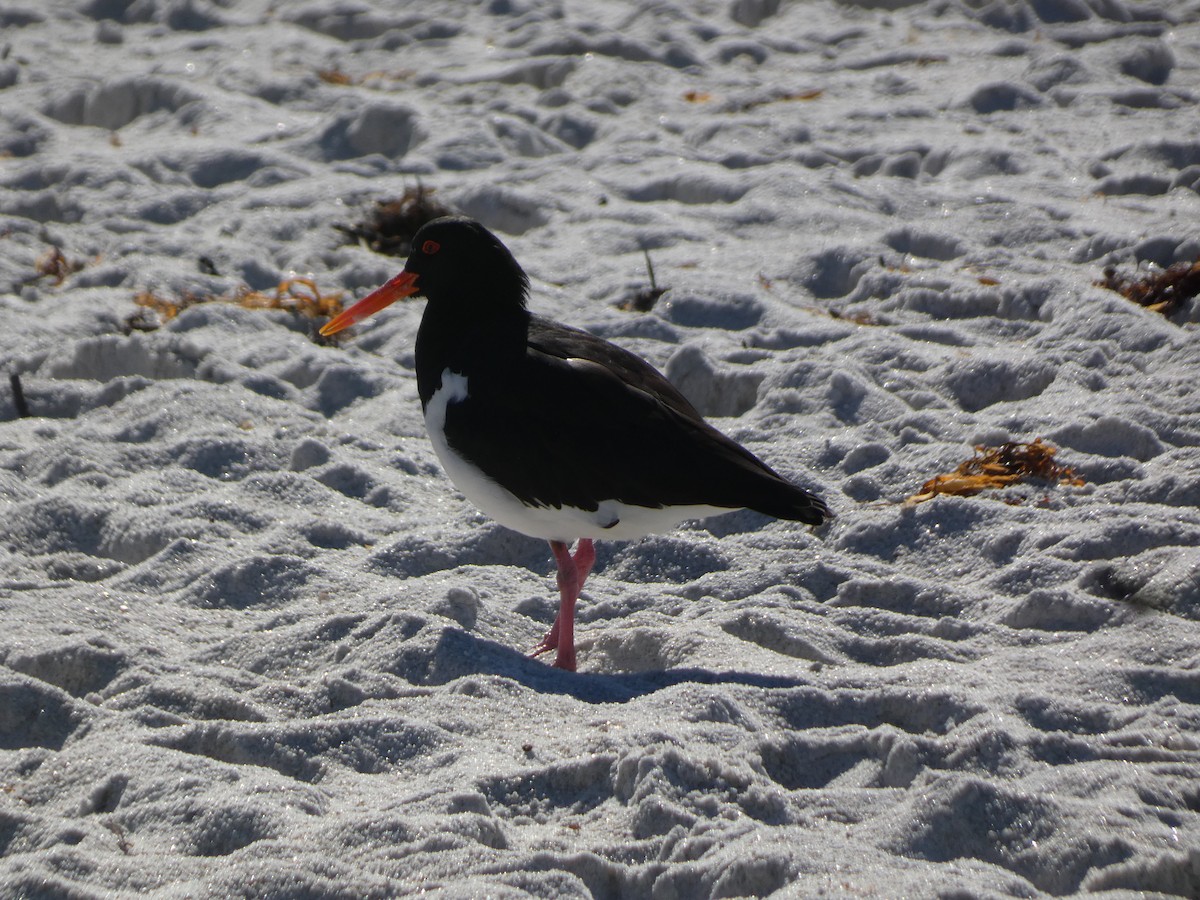Pied Oystercatcher - ML441135491