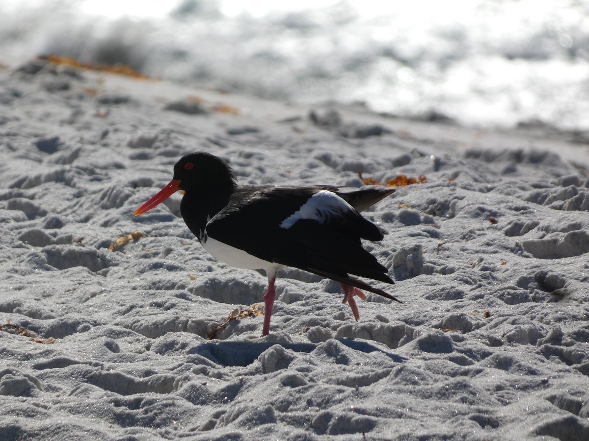 Pied Oystercatcher - ML441135521