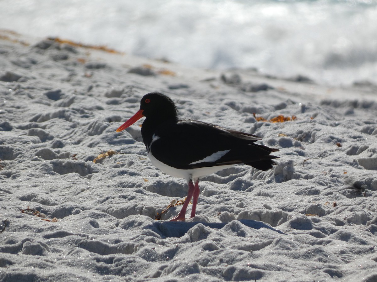Pied Oystercatcher - ML441135541