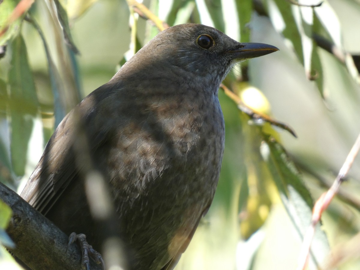 Eurasian Blackbird - ML441135951