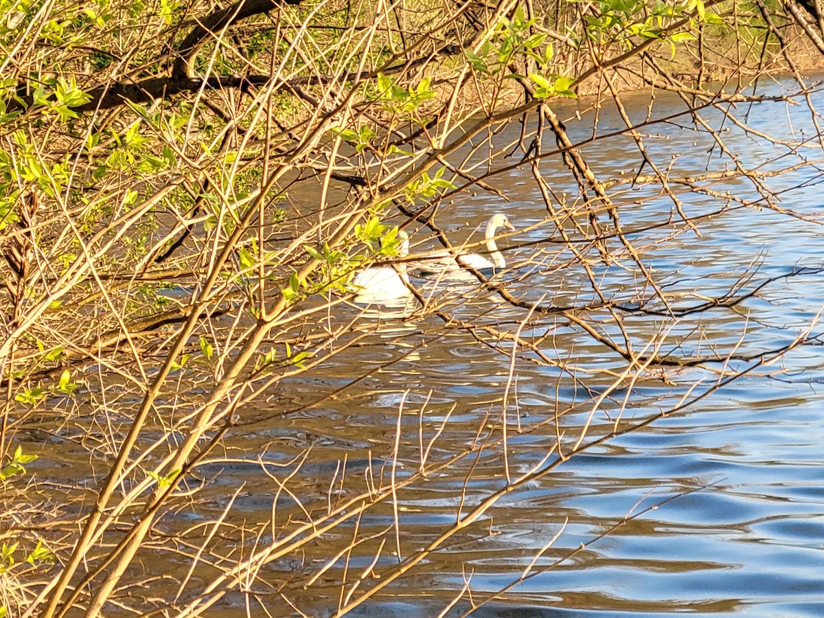 Cygne tuberculé - ML441137701