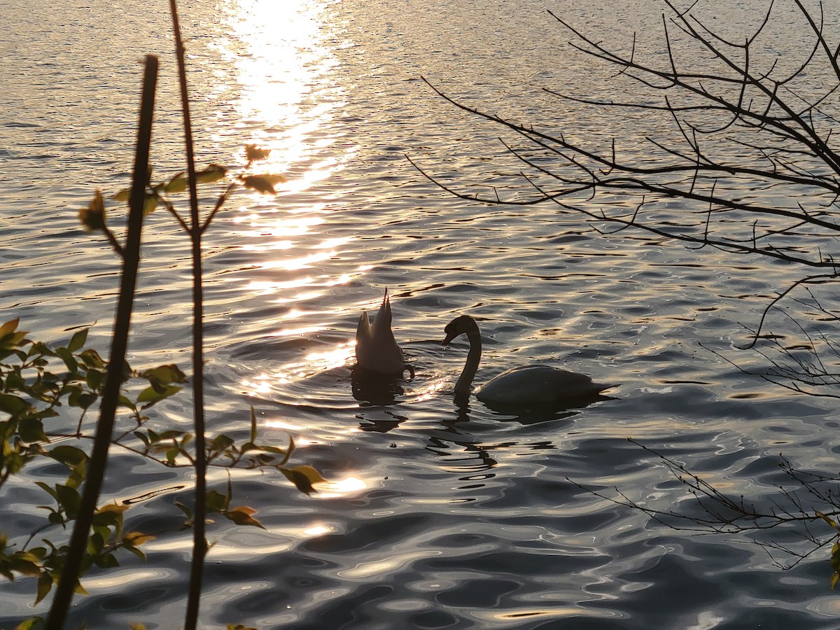 Cygne tuberculé - ML441137731