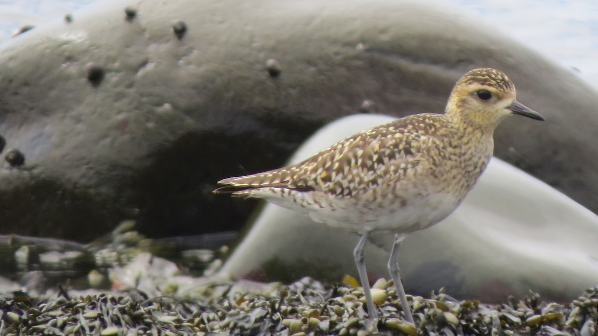 Pacific Golden-Plover - ML441138271