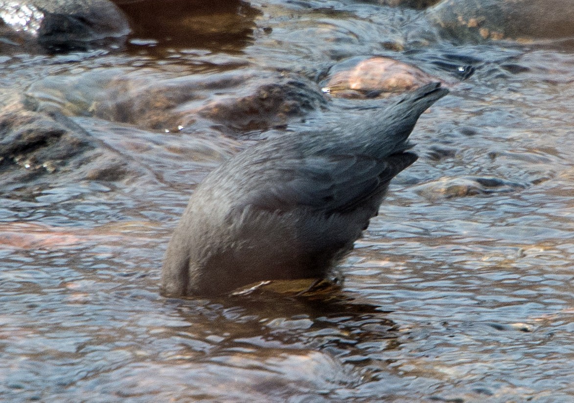 American Dipper - ML44114051