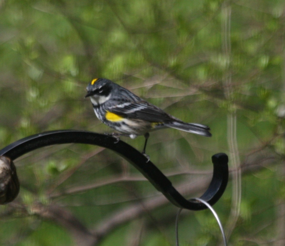 Yellow-rumped Warbler - Philip Thompson