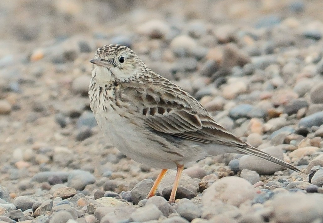 Short-billed Pipit - ML441142681