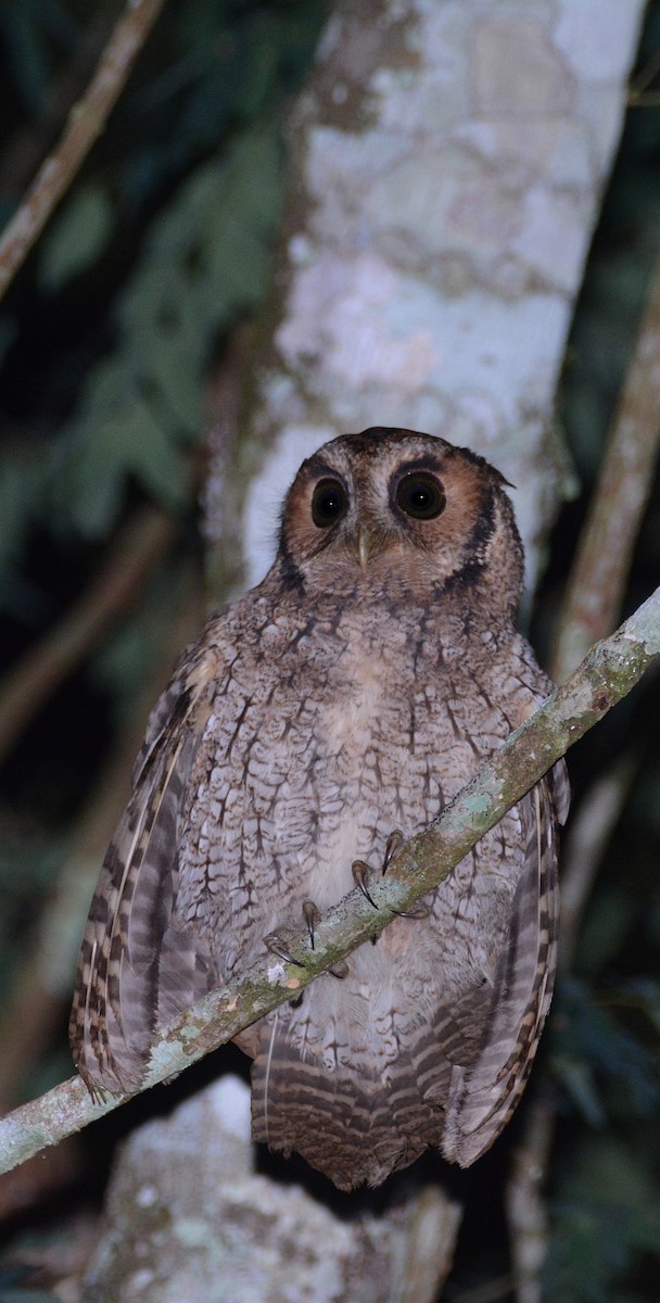 Black-capped Screech-Owl - ML441144361