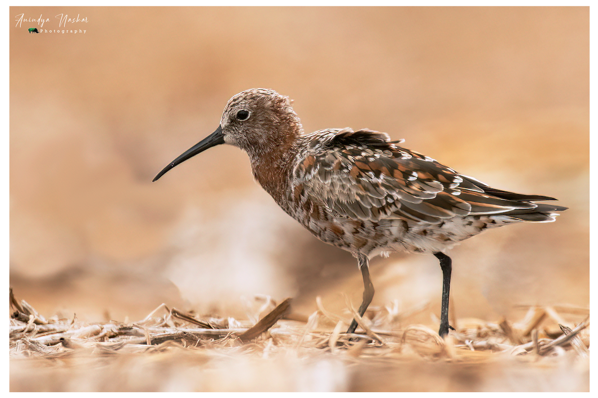 Curlew Sandpiper - ML441144661