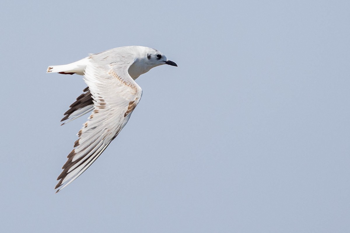 racek čínský - ML441145411