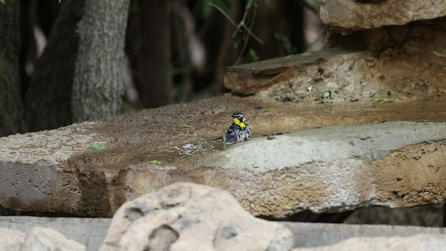 Yellow-throated Warbler - ML441146241