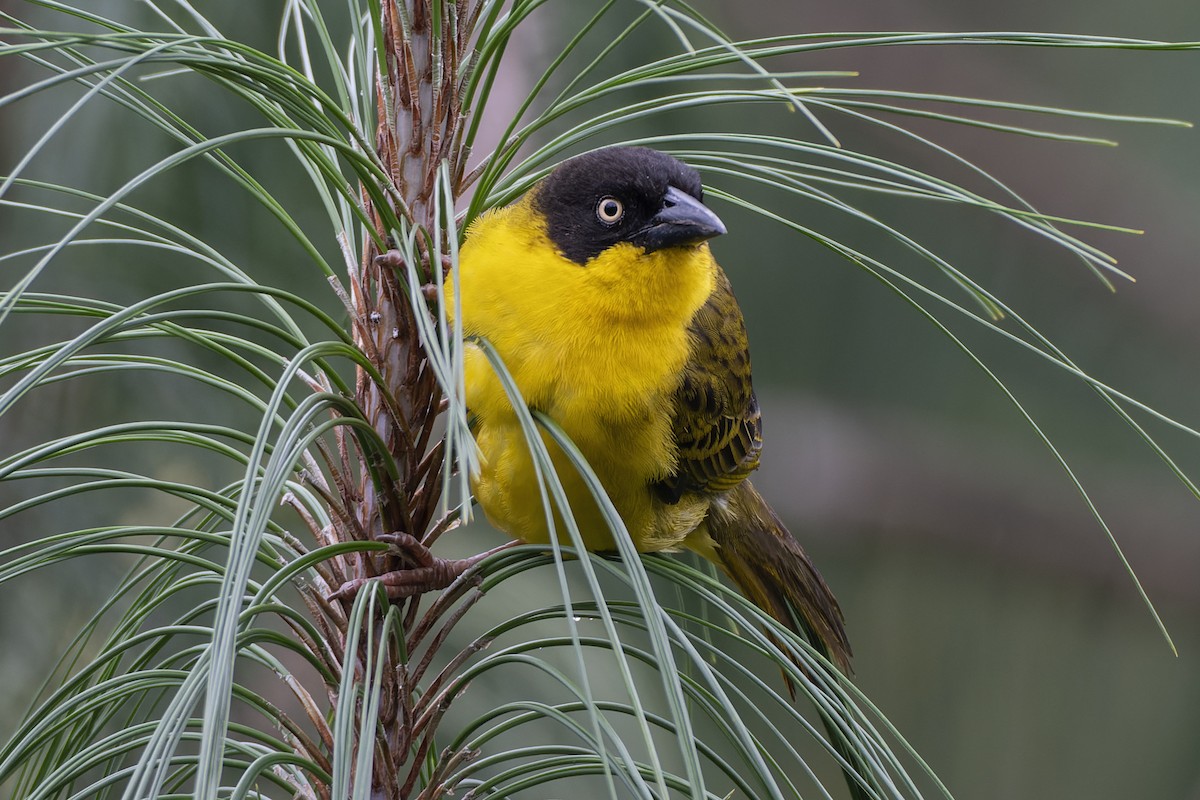 Baglafecht Weaver - Jeff Maw