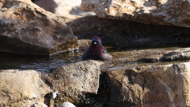 Varied Bunting - ML441147671