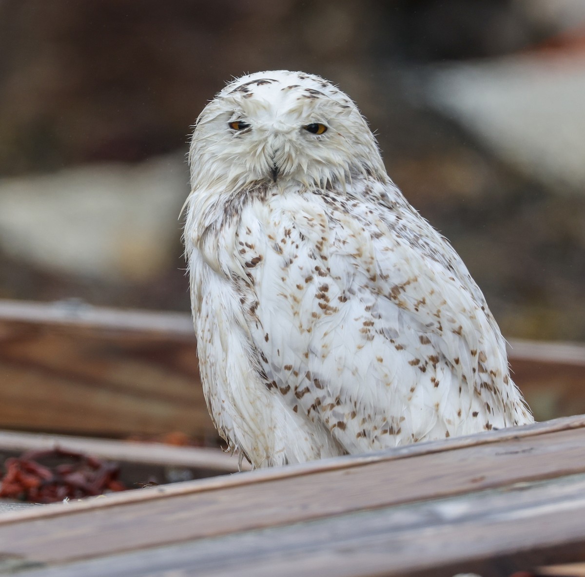 Snowy Owl - ML441147871