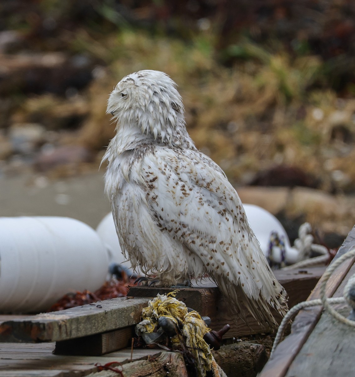 Snowy Owl - ML441147901
