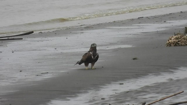 Black Kite (Black-eared) - ML441148171