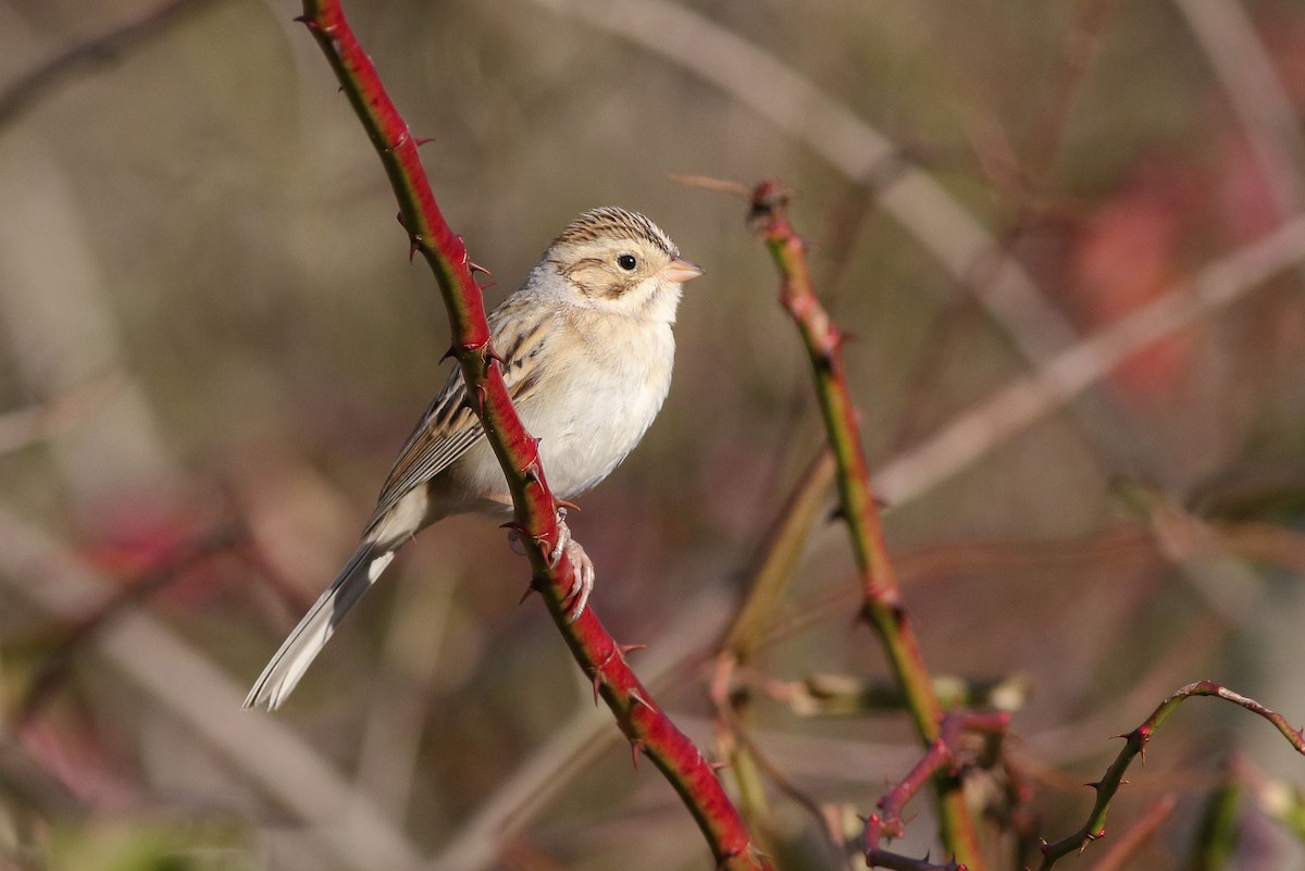 Clay-colored Sparrow - ML44115011